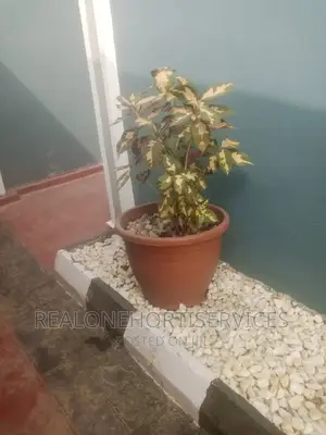 Concrete Potted Flower for Patio, Entrance Walkway, Varandah