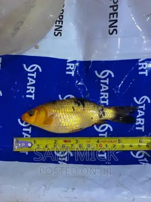Orange and Black Mix Koi Fish for Aqariums