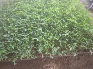 Tomatoes Seedlings for Sale