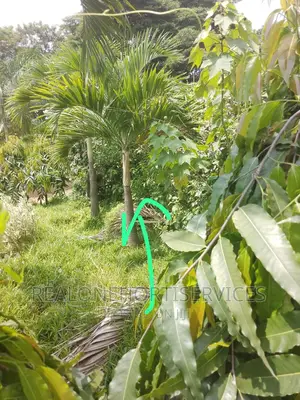 Matured Queens Palm for Schools,Hotels, Park, Schools , Home