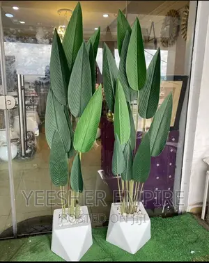 Paradise Plant in Fibre Pot