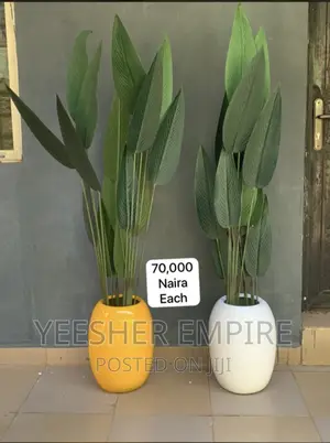 Paradise Plant