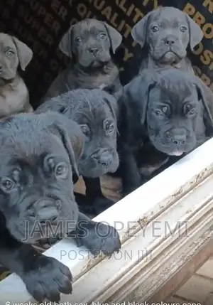 1-3 months Male Purebred Cane Corso
