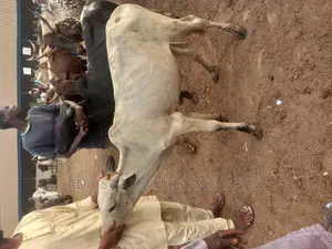 Medium Sized Cow