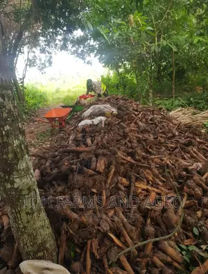 Elephant Giant Plantain Sucker