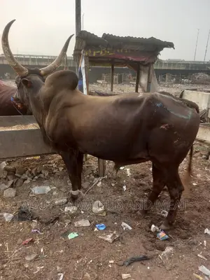 Healthy Giant Cows