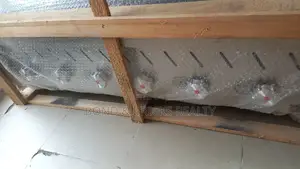 6 Burner Gas Cooker