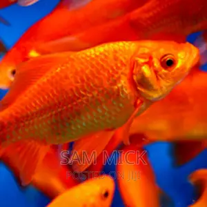 Affordable Gold Fish in Lagos