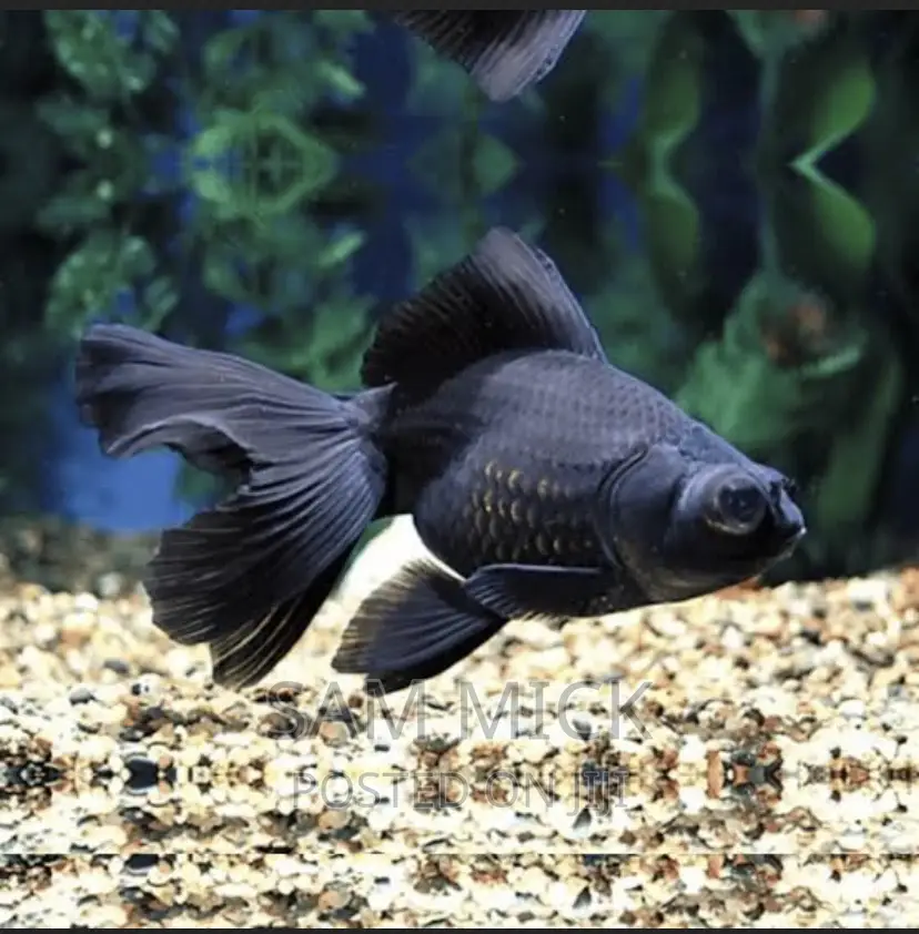 Black Moore Aquarium Fish