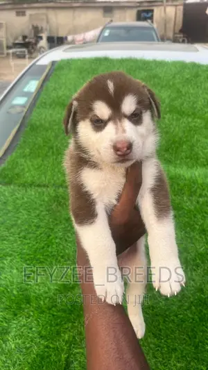 1-3 months Male Purebred Siberian Husky