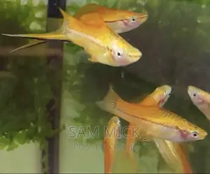 Dozen of Small Fishes for Aquariums- Discounted