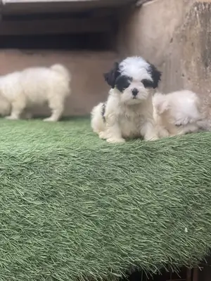 1-3 months Female Purebred Lhasa Apso