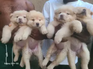 1-3 months Female Purebred Chow Chow