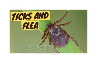 Tick and Flea Treatment for Your Dogs