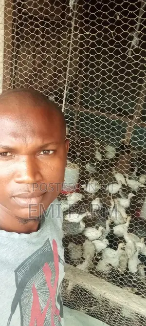 6weeks Local Turkey Available for Sale