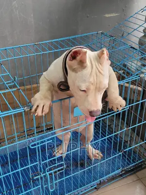 3-6 months Female Purebred American Bully