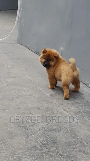 3-6 months Female Purebred Chow Chow