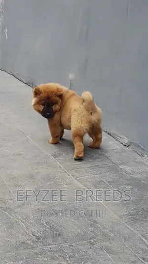 3-6 months Female Purebred Chow Chow