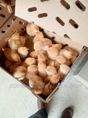 Brown Pullet
