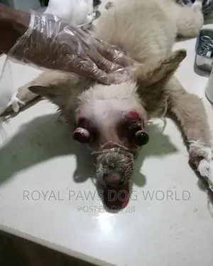 Dogs Veterinary Services