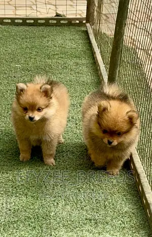 1-3 months Female Purebred Pomeranian