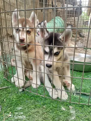 1-3 months Female Purebred Siberian Husky