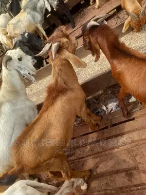 Big Healthy Northern Goats Meat