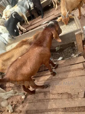 Big Healthy Northern Goats Meat