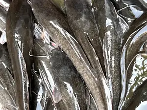 Catfish (Fresh Catfish- Retail and Wholesale)