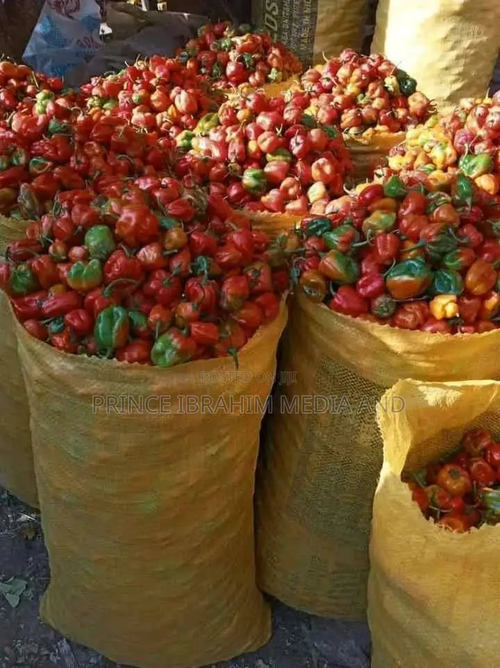 Red (Rodo) Pepper