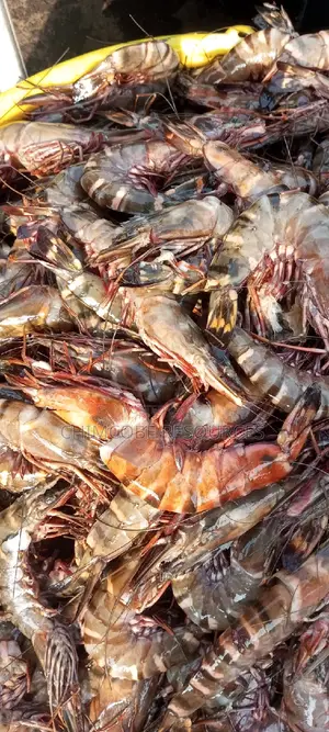 Fresh Prawns