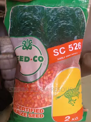 Maize Seeds