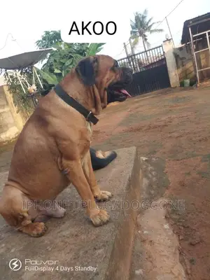 1+ year Male Purebred Boerboel