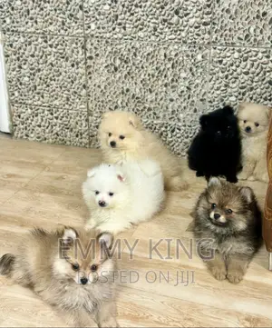 1-3 months Female Purebred Pomeranian