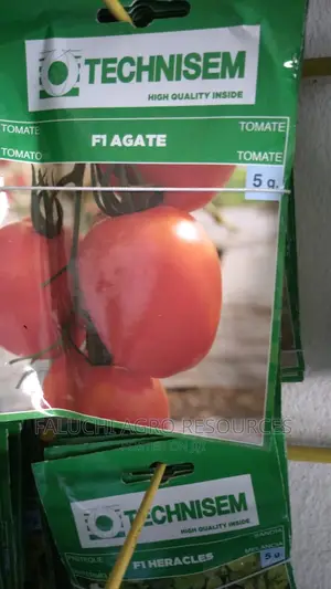 Hybrid Tomato Seed ( F1 Agate ) 5g