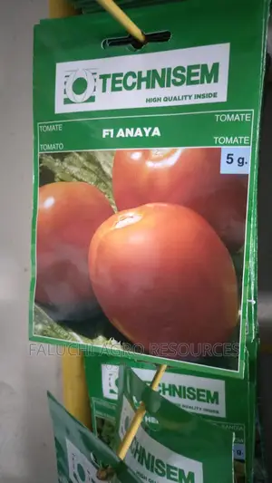 Hybrid Tomato Seed ( F1 Anaya ) 5g