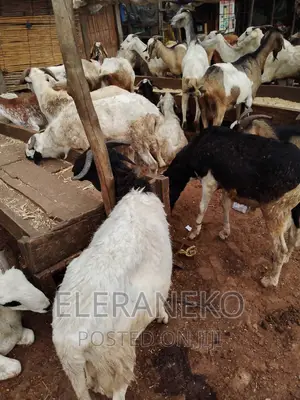 Well Matured Rams