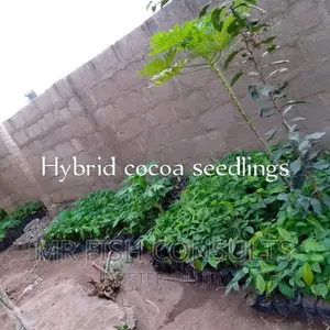 Cocoa Seedling