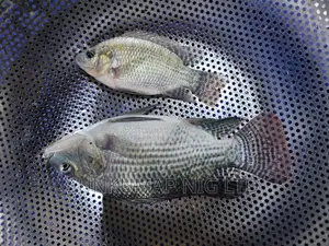 Seed Gift Tilapia Juvenile for Sales