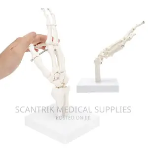 Hand Joint Ligament Model Scantrik Medical Supplies