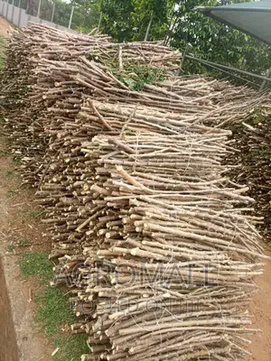 Hybrid Cassava Stem(Ayaya,TME 419, TMS 30572, Yellow_1bundle