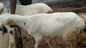 Healthy Fleshy Ram