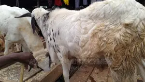 Healthy Fleshy Ram