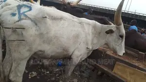Big and Healthy Cows