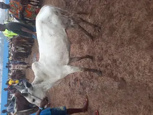 Healthy White Cows