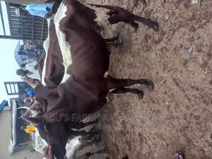 Big Cows for Owambe