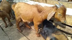 Healthy Goat Meat