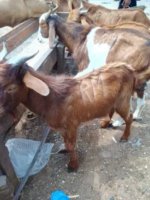 Big Healthy Northern Goat Meath
