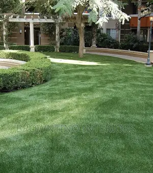 Carpet Grass