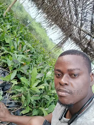 Best Improved Brazilian Jumbo Cashew Seedlings And Seeds